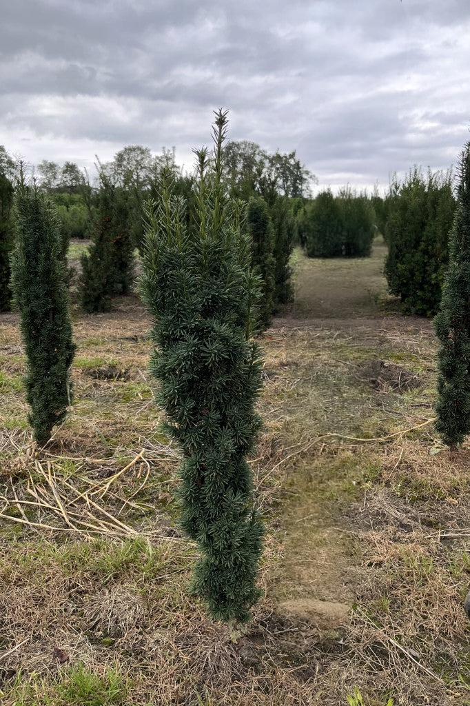 Zuiltaxus | Taxus baccata 'Fastigiata Robusta'