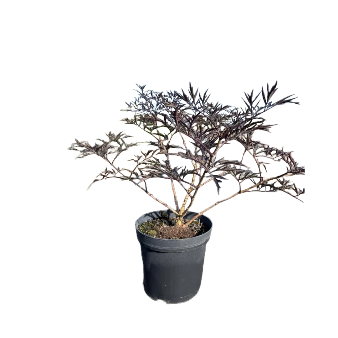 Zwarte vlier | Sambucus nigra 'Black Beauty'