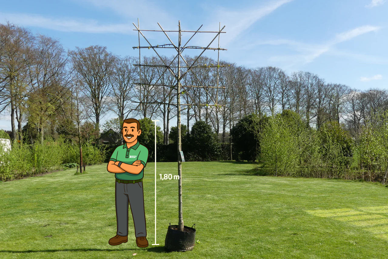 Leilinde | Tilia eur."Pallida"