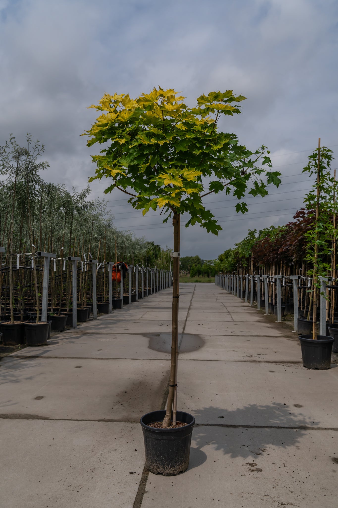 Bomen