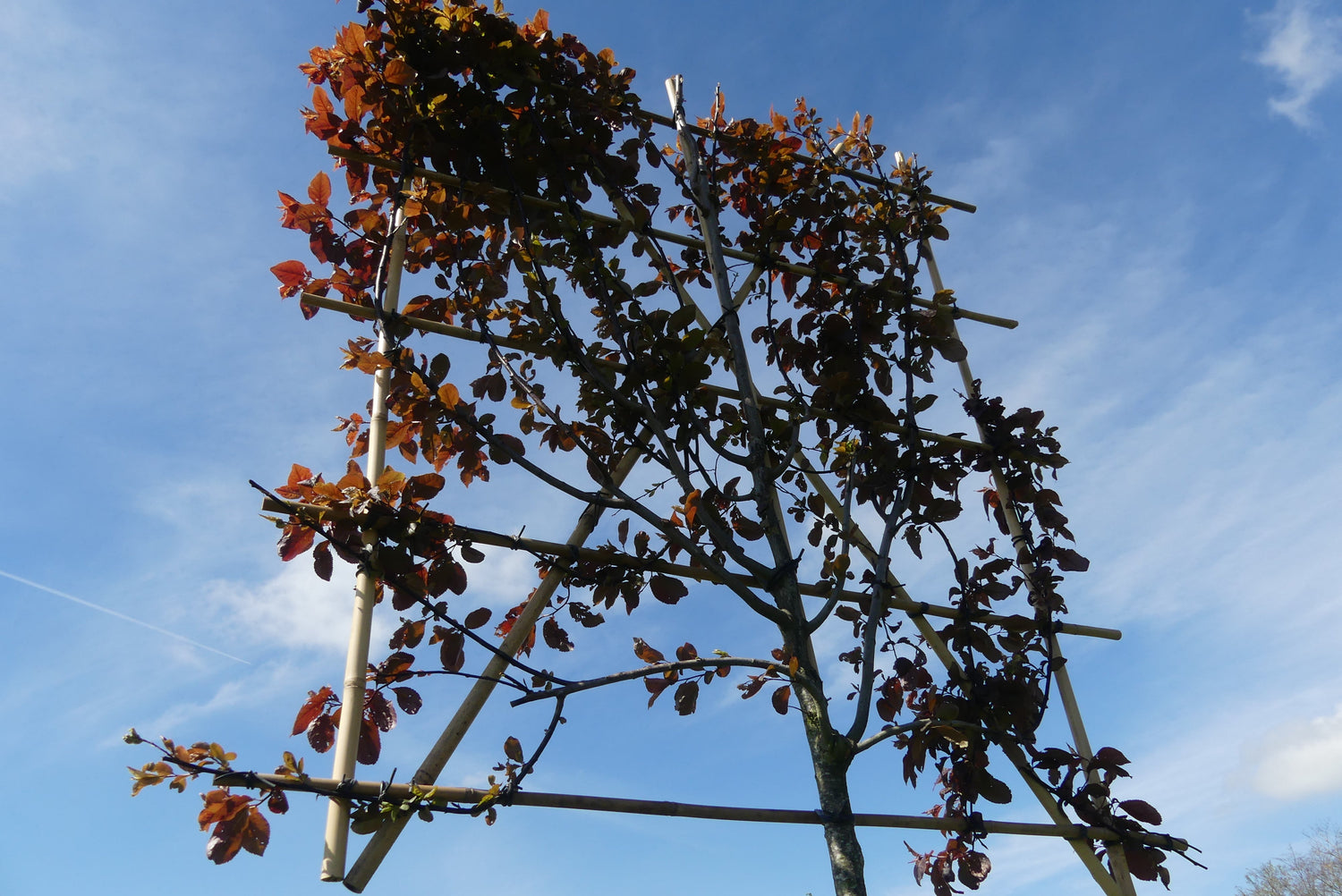 Bomen