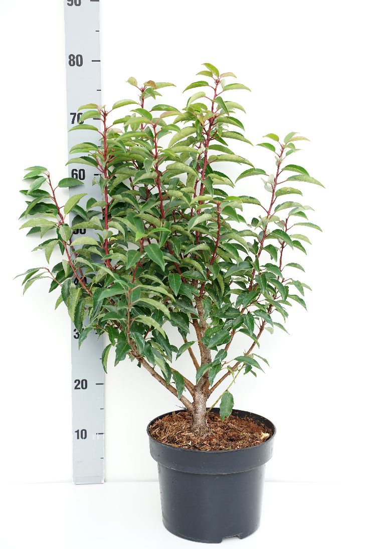 Portugese laurier | Prunus lusitanica 'Angustifolia'