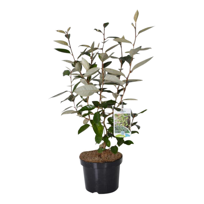 Olijfwilg | Elaeagnus ebbingei