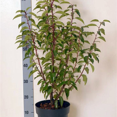 Portugese laurier | Prunus lusitanica 'Angustifolia'