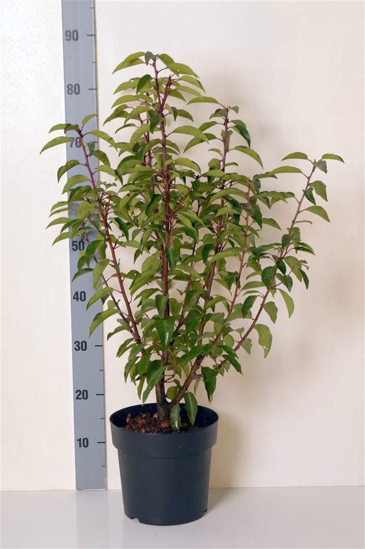 Portugese laurier | Prunus lusitanica 'Angustifolia'
