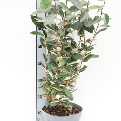 Olijfwilg | Elaeagnus ebbingei