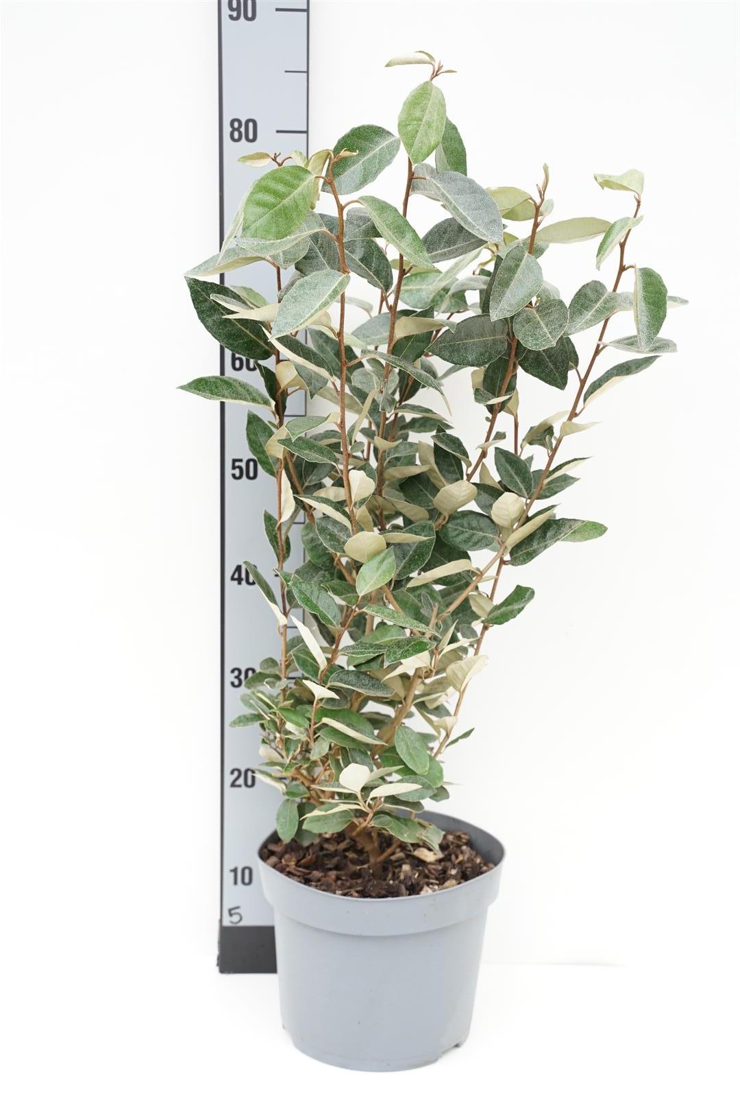 Olijfwilg | Elaeagnus ebbingei