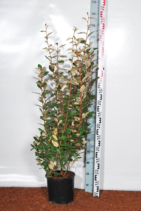 Olijfwilg | Elaeagnus ebbingei