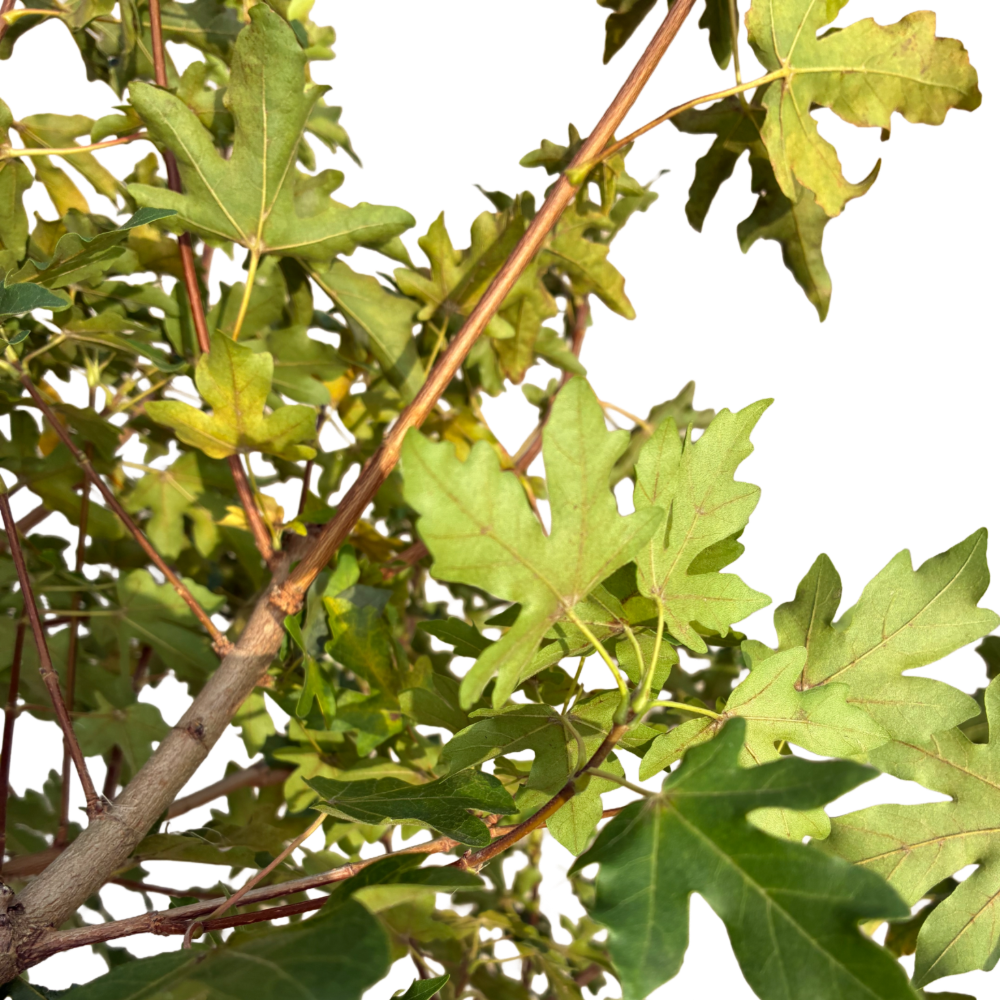 Acer campestre 'Anny's Globe'