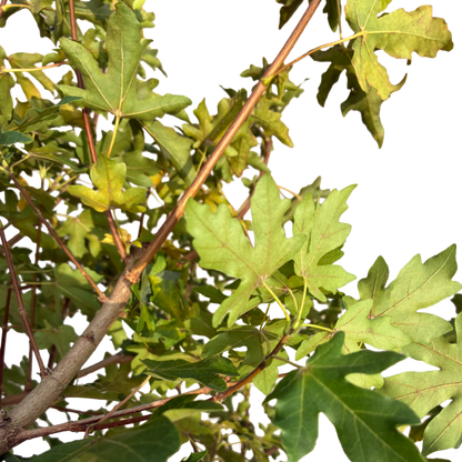 Acer campestre 'Anny's Globe'