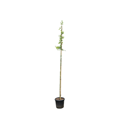 Acer campestre 'Elsrijk'