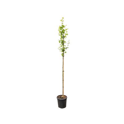 Acer campestre 'Huiber's Elegant'