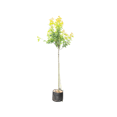 Acer freemanii Autumn Blaze