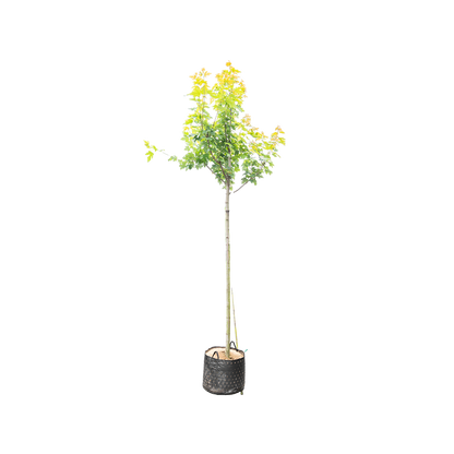 Acer freemanii Autumn Blaze