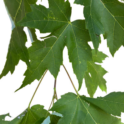 Acer freemanii 'Jeffersred'
