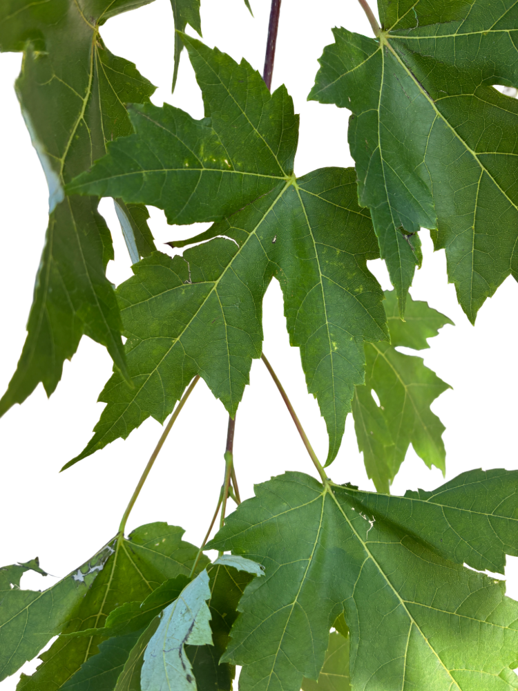 Acer freemanii 'Jeffersred'