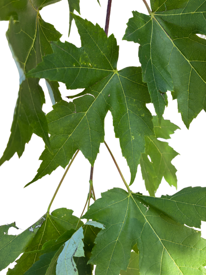 Acer freemanii 'Jeffersred'