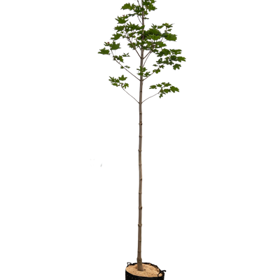 Acer plat. 'Emerald Queen'