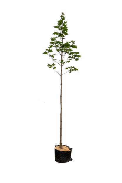 Acer plat. 'Emerald Queen'