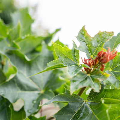 Acer plat. 'Emerald Queen'