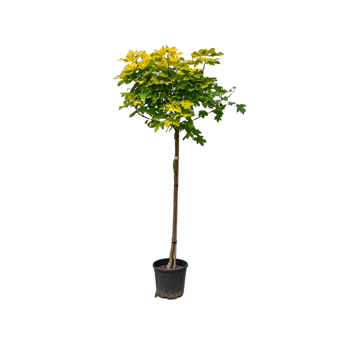 Acer plat. 'Golden Globe' F