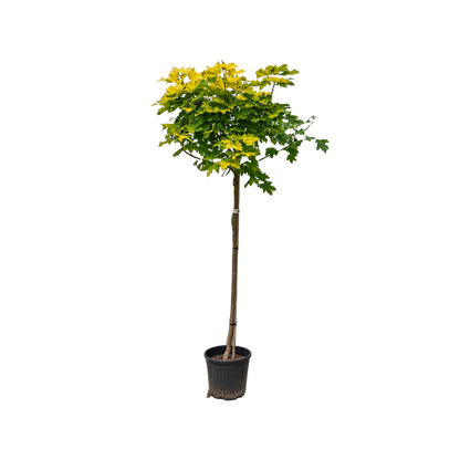 Acer plat. 'Golden Globe' F