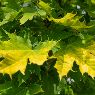 Acer plat. 'Golden Globe' F