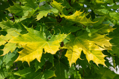 Acer plat. 'Golden Globe' F