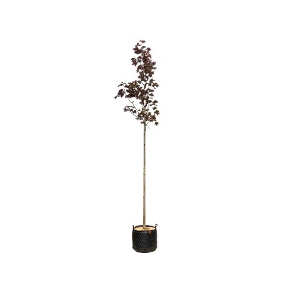 Acer plat. 'Royal Red' F