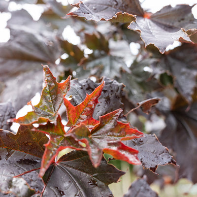 Acer plat. 'Royal Red' F