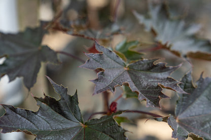 Acer plat. 'Crimson Sentry' F
