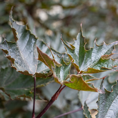 Acer plat. 'Crimson Sentry' F