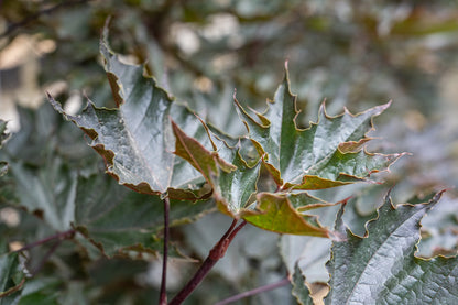 Acer plat. 'Crimson Sentry' F