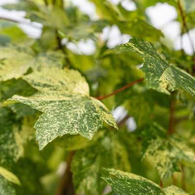 Acer pseud. 'Brilliantissimum' F