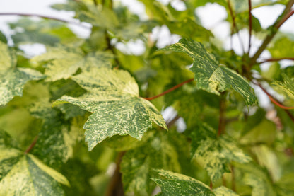 Acer pseud. 'Brilliantissimum' F