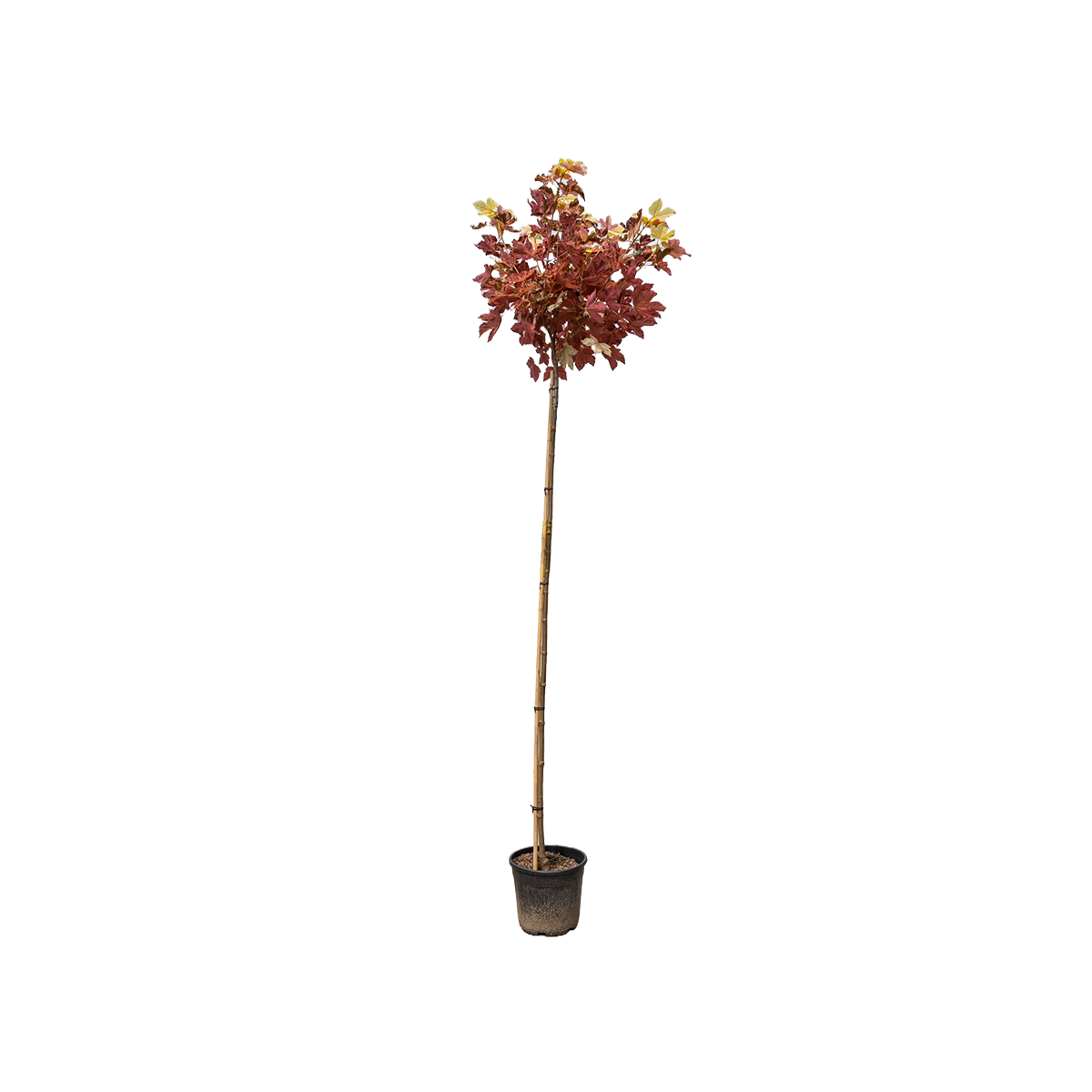 Acer pseud. 'Esk Sunset'