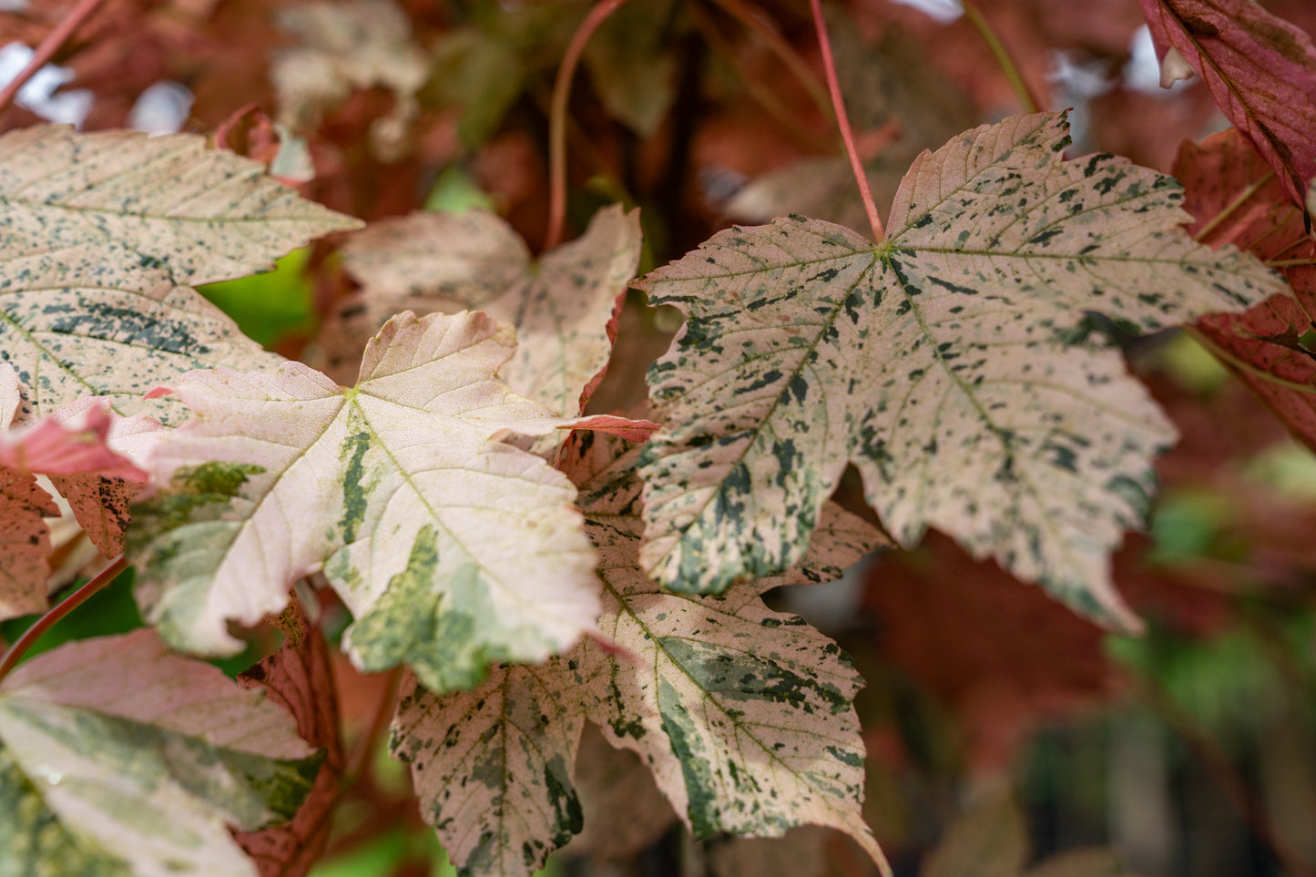 Acer pseud. 'Esk Sunset'
