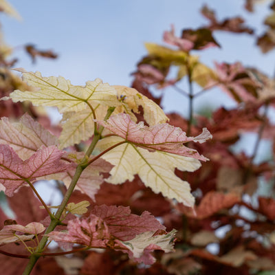 Acer pseud. 'Esk Sunset'