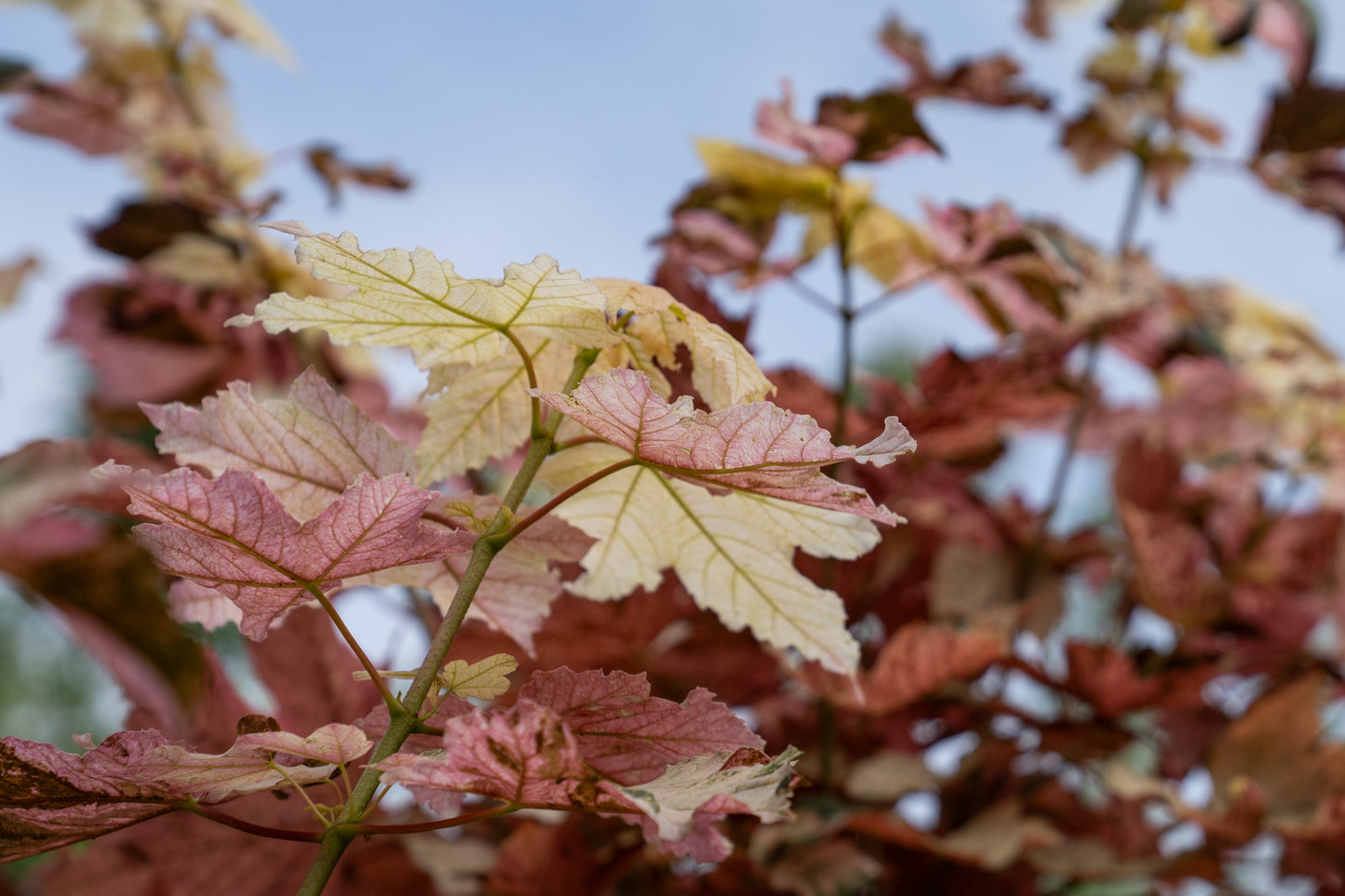 Acer pseud. 'Esk Sunset'