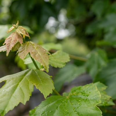 Acer rubrum 'October Glory'