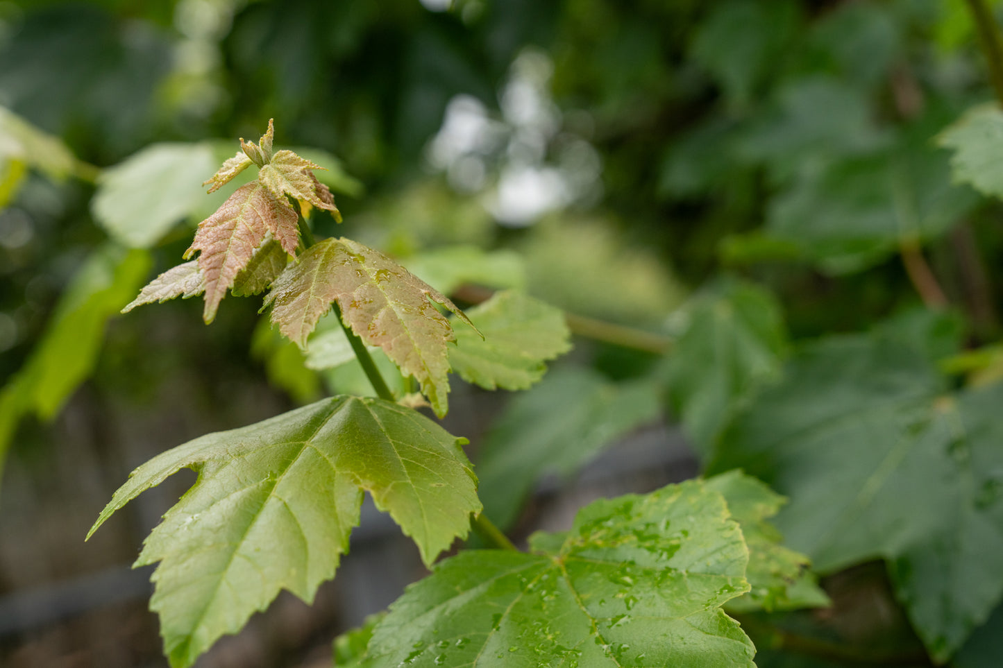 Acer rubrum 'October Glory'