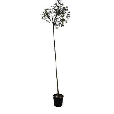 Acer campestre 'Anny's Globe'