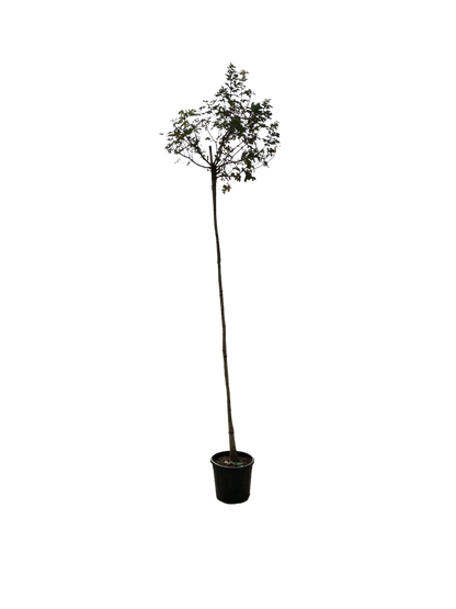 Acer campestre 'Anny's Globe'