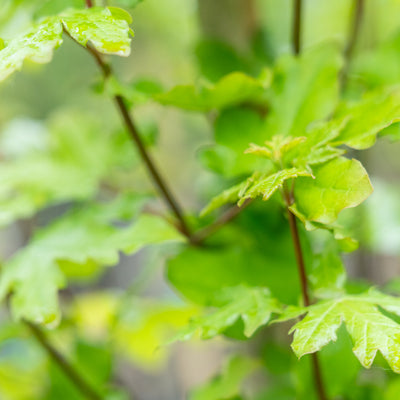 Acer campestre 'Huiber's Elegant'