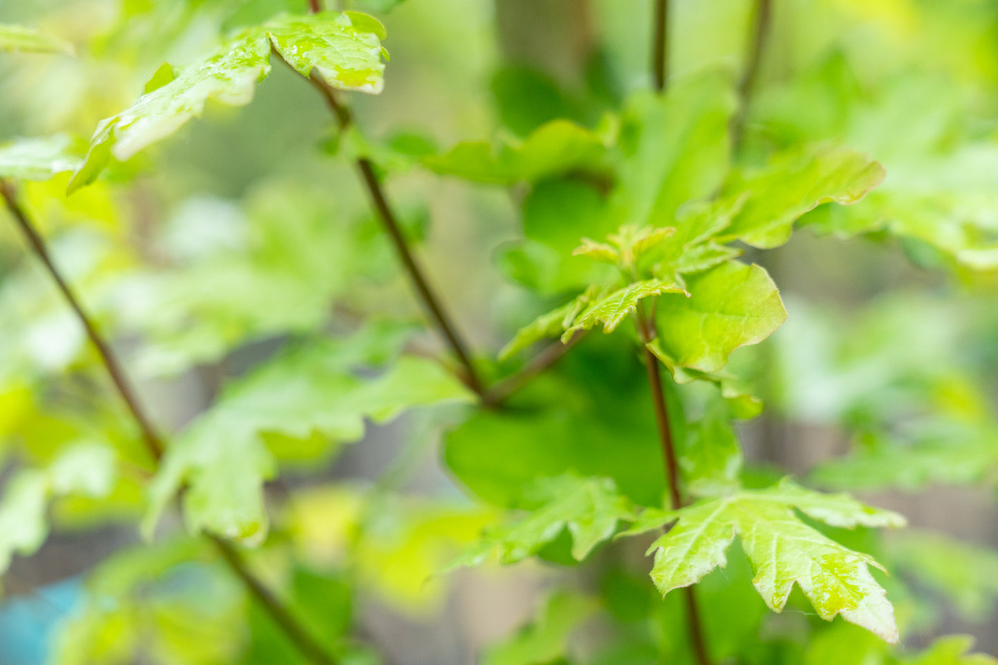 Acer campestre 'Huiber's Elegant'