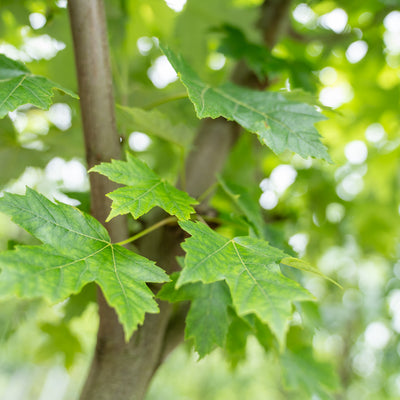 Acer freemanii Autumn Blaze