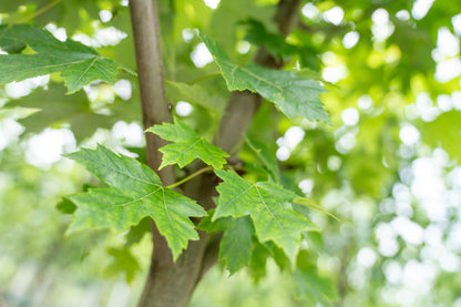 Acer freemanii Autumn Blaze