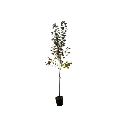 Acer freemanii 'Armstrong'