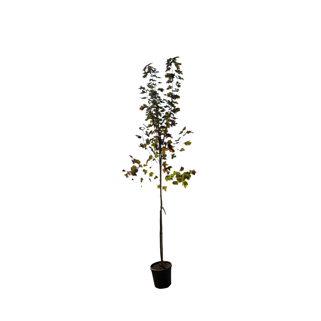 Acer freemanii 'Armstrong'