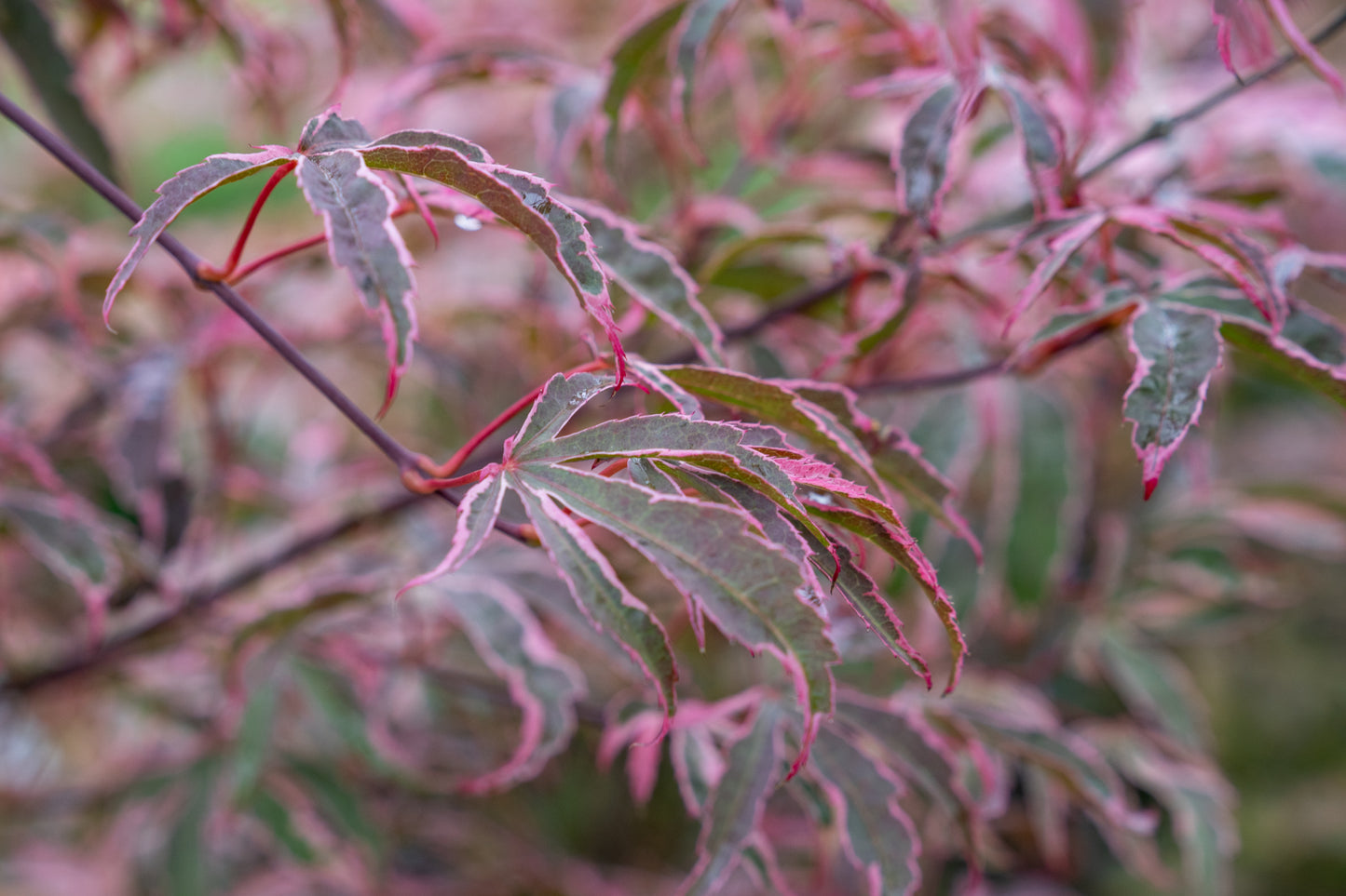 Acer pal. 'Shirazz'